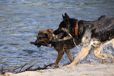 Hundestrand Campingplatz