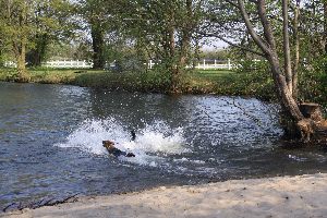 Hundestrand