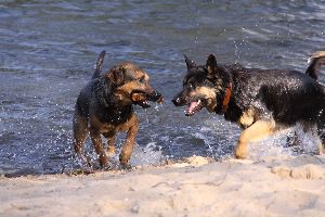 Hundestrand